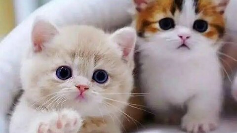 Baby Cats - Cute and Funny Cat Videos - 10minuteAnimals