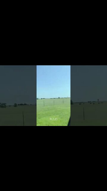 自由自在的德州牛