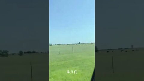 自由自在的德州牛