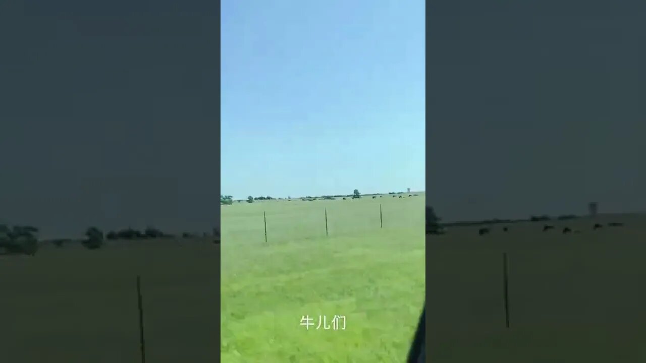 自由自在的德州牛