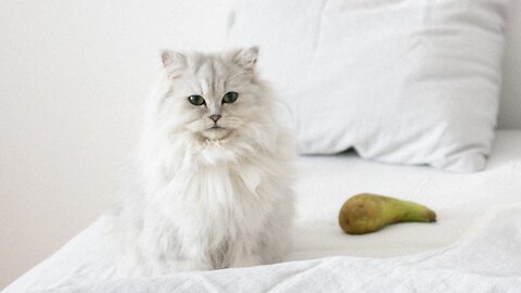 Beautifull cat's video