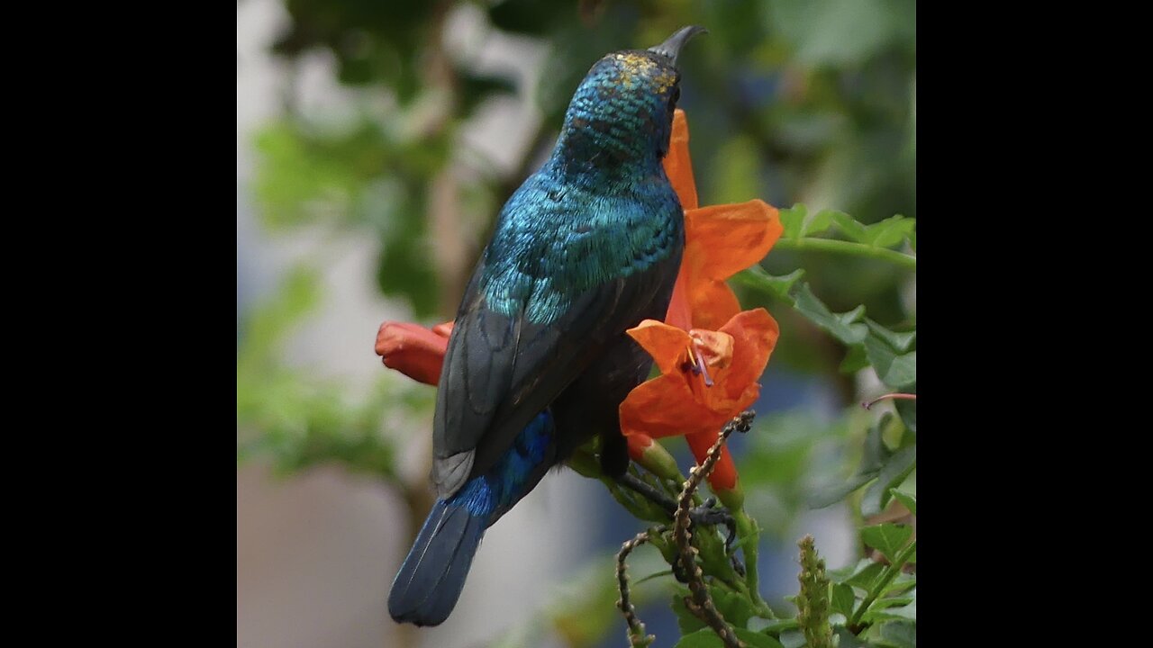 Hero President Guardian of the Flock