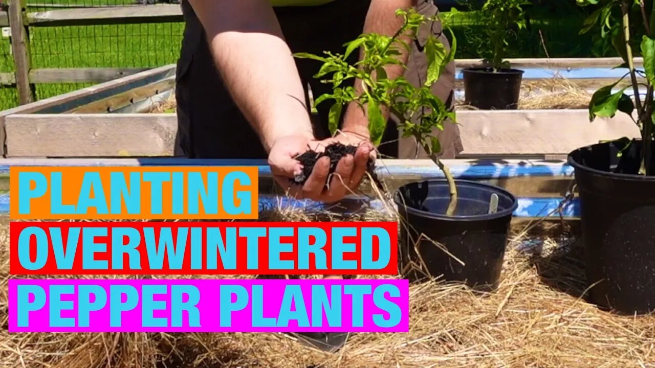 Planting the overwintered pepper plants in raised garden beds.