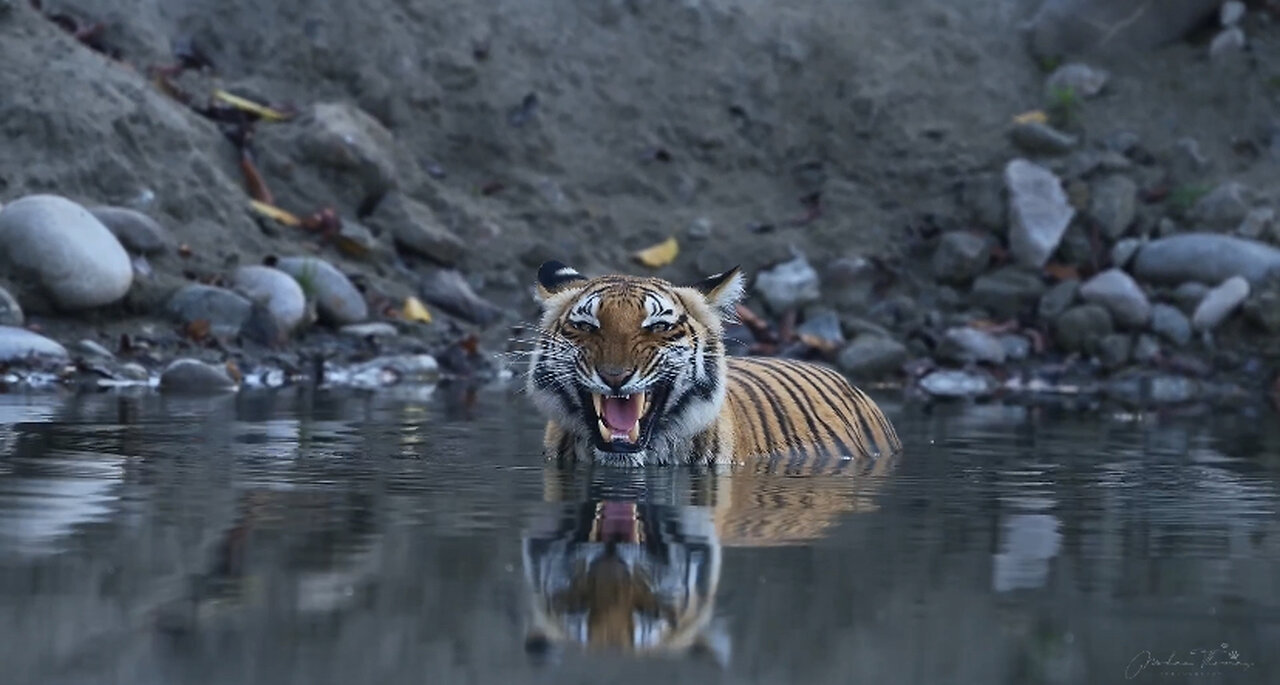 Tiger has come to drink water in the pond