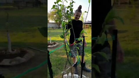 Queen of the Orchard, and Prince of the Tree Farm provides stability! 👸🤴🌳#shorts #viral #tiktok