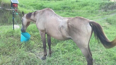 Visit with Arthur, Penny and Henry. Rescue horse day 7, old horse, big puppy