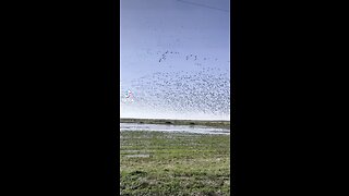 Goose hunting