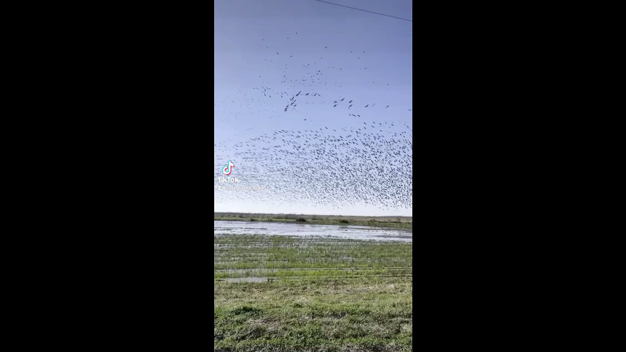 Goose hunting