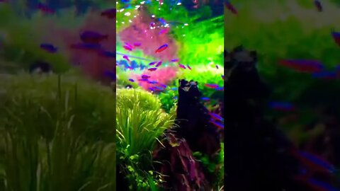 Aquarium Fishes Food Time #beautiful #fish #aquarium #wow #wonders