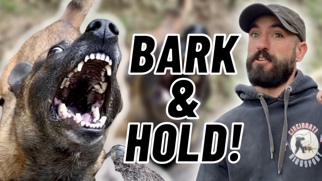 EASY Bark & Hold Training W/ NO HELPER!