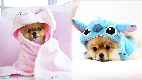 Cutest Dogs
