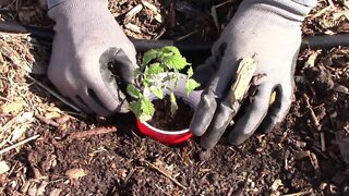 Several Ways To Stop Cutworms From Killing Your Plants