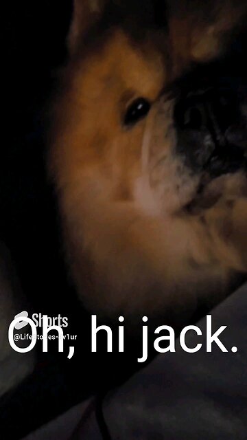 is that a monkey? #chowchow #dog #shorts #short