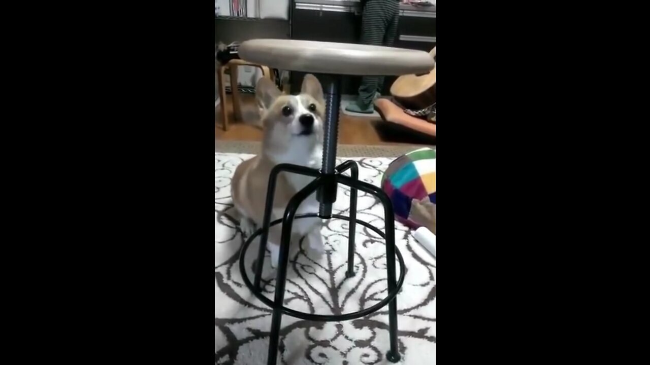 A dog that is afraid of a chair