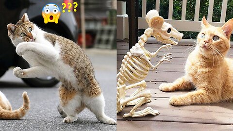 Funny Animals 😂🤣