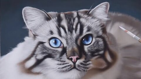 Photo Realistic Cat Drawing Color Pastel Pencil Animal Art - Time-Lapse