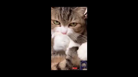 Funny cats || try to not lough|| 😆