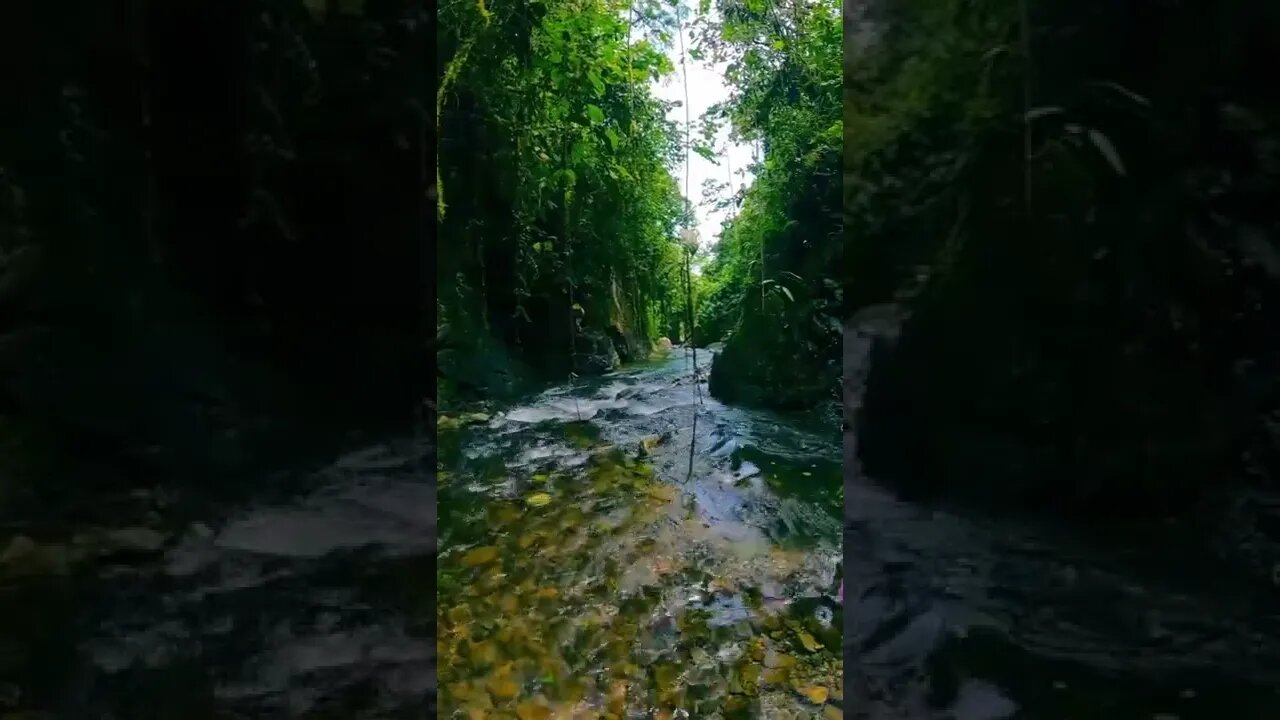 mountain#forest#nature#shorts