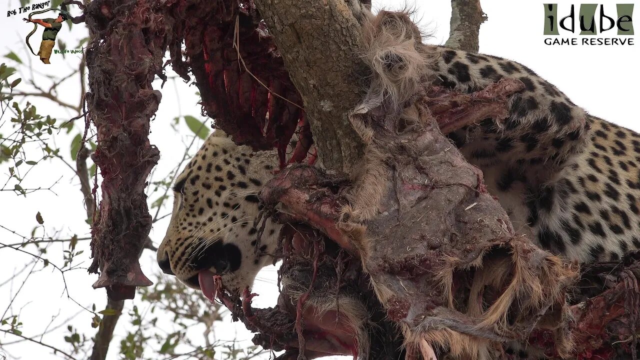 Torchwood Male Leopard With A Kudu Taken From Hyenas!