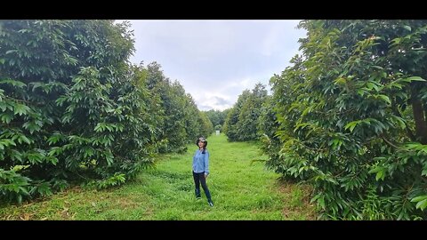 ការ live ផ្ទាល់ពីចម្ការតាកាំងខេត្តរតនគីរី