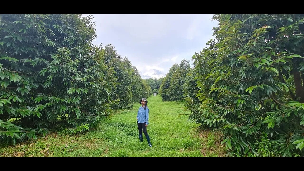 ការ live ផ្ទាល់ពីចម្ការតាកាំងខេត្តរតនគីរី