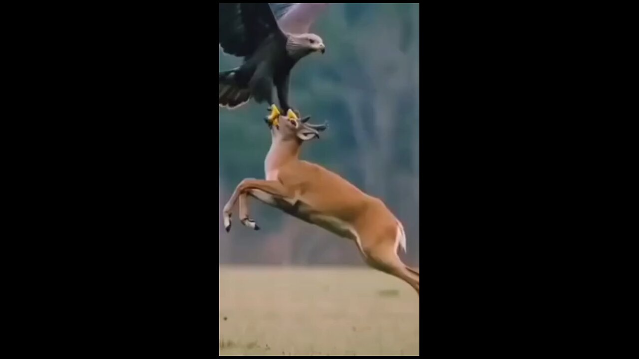 FLYING 🕊️🕊️ BIRDS IN SKY DEER 🦌🦌🦌