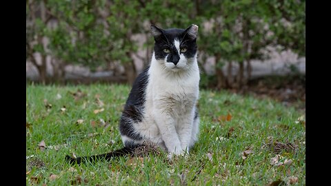 Domino Cat (Cute Cats)