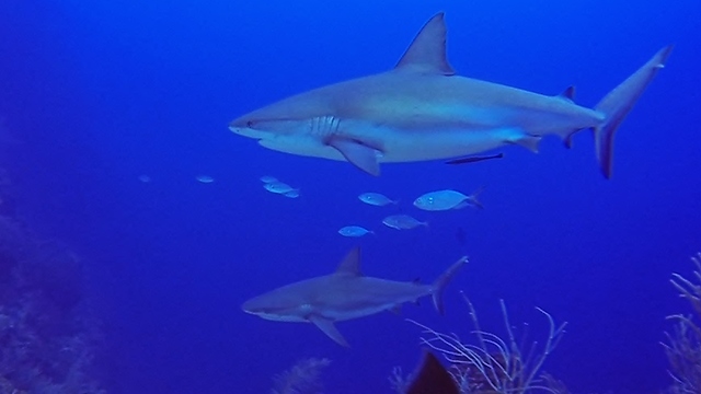 Group Of Sharks Has Close Encounter With Divers