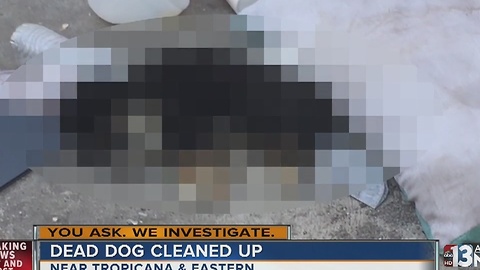 Dead puppy found near dumpster finally removed