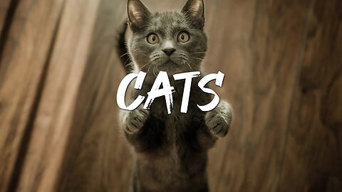 So Cute Cats Videos Best Funny Cat 😃