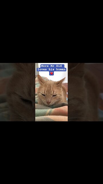 Mr Sid loves his human ❤️#cat