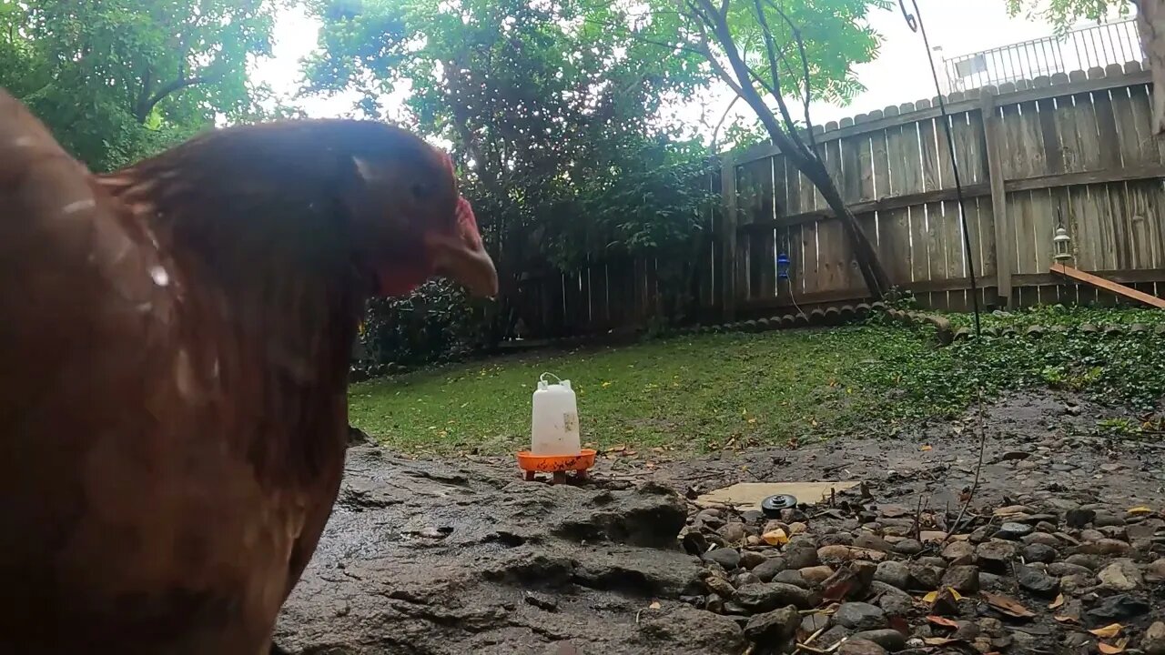 My Backyard Chickens - Episode 83