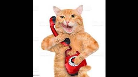 Call the phone cat😀😀😀🐈