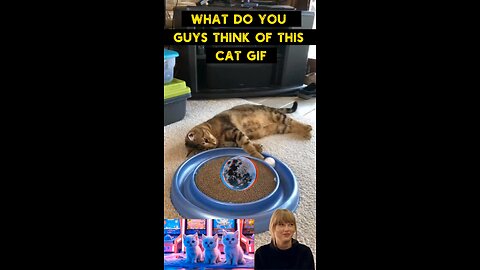 Cute Cat Gif