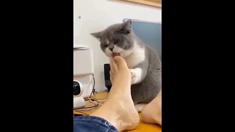 Cat funny video