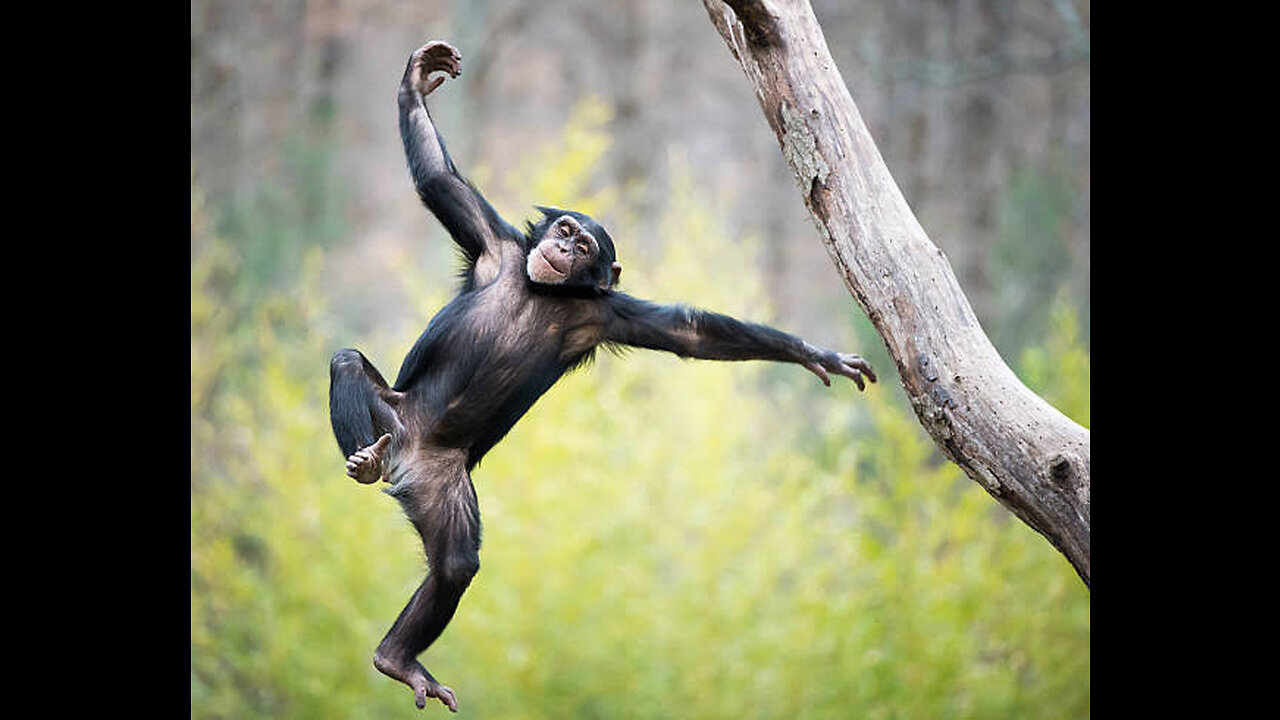 Monkey Jump 🐒🐒###Please follow❤❤❤❤ Please subscribe ❤❤❤ Monkey 🐒Jump##