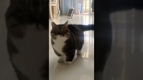 funny viral