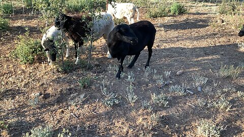 No Rain? What are the sheep eating?