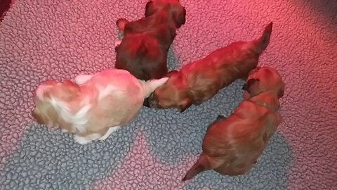 H Litter 3 weeks & a day