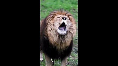 Lion Roaring