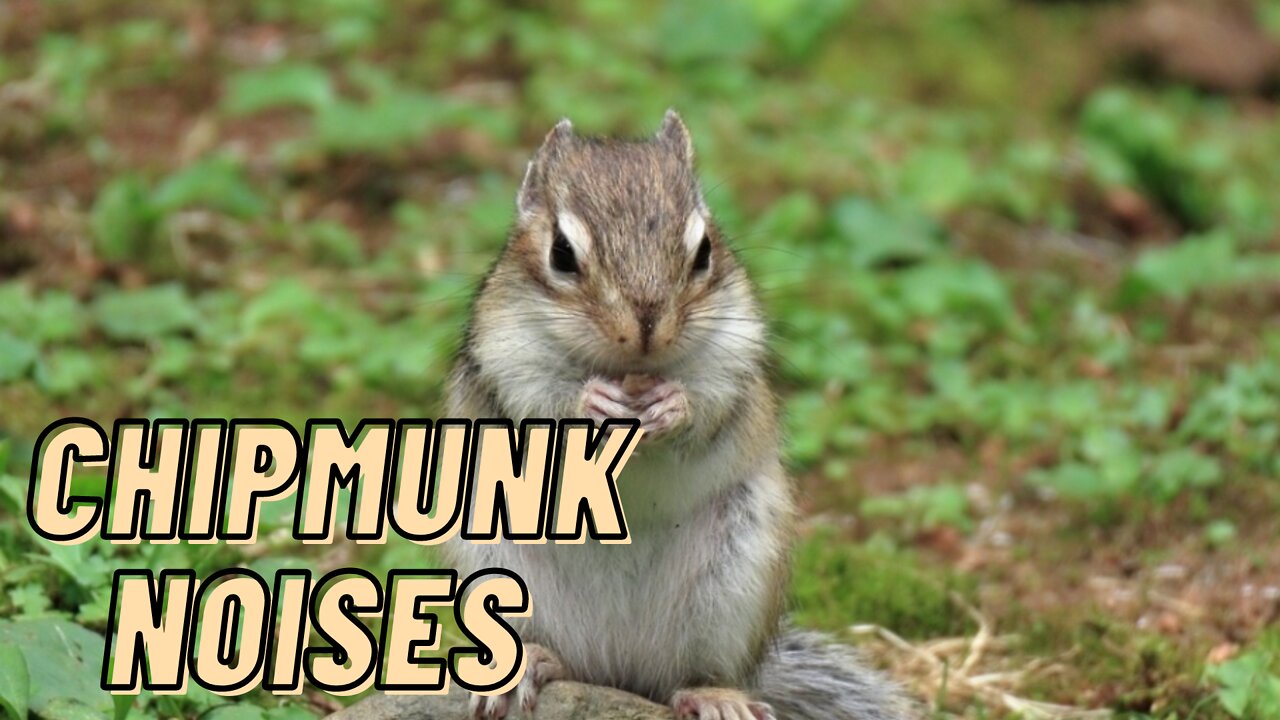 Eastern Chipmunk Noises Sound Video By Kingdom Of Awais