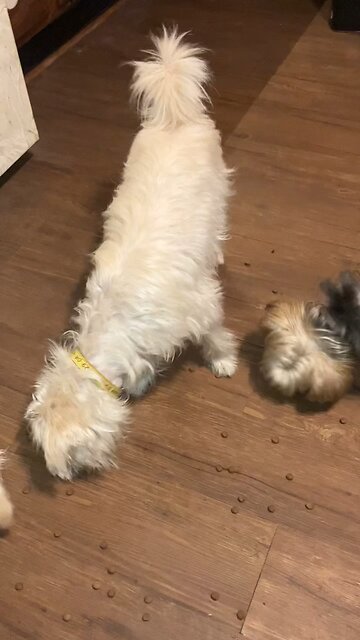 Praise the Lord psalm 113 bible verses with puppies