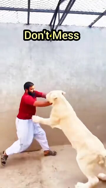 Refrain from approaching an animal in a state of hunger😱