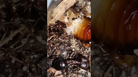 Carebara diversa Majors vs Cockroach: Epic Ant Battle #ant #nature
