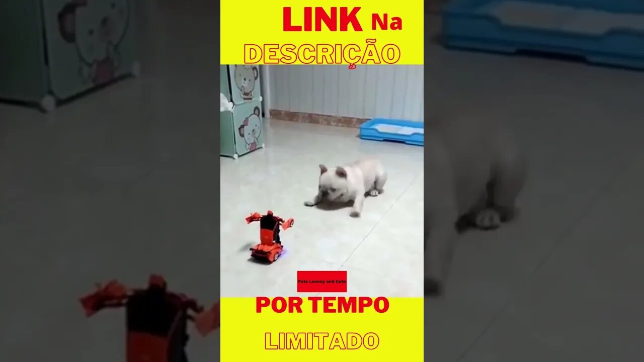 Com medo de brinquedo? eu?! kkk - cachorros engraçados #shorts