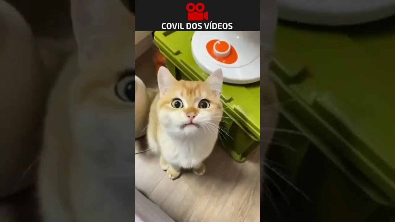 gato tentando falar 😂😂😂