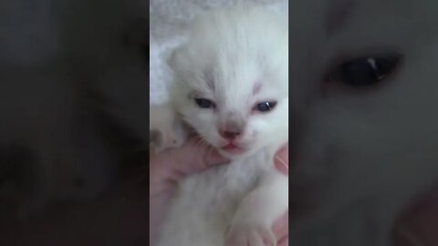 Itty Bitty Kitty Meowing #Shorts 😻