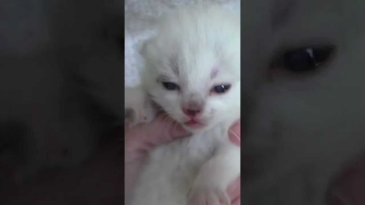 Itty Bitty Kitty Meowing #Shorts 😻
