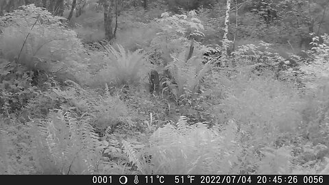 Cougar with her cubs