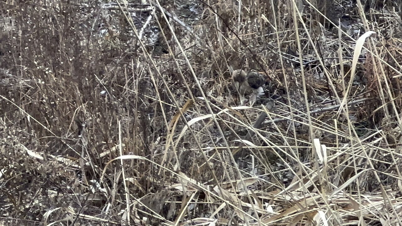 Very hungry and busy Red-Tailed Hawk